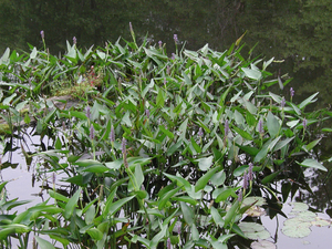 Photo By: Stephen M. Young. Photo taken: Tioga County, NY on 11 August 2004